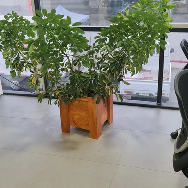 macetero para planta